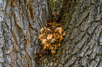 Yakeley Hall Elm Tree Removal