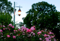 20100618._DLT3798