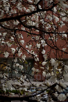20100409.DLT_0088