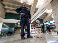 Police Dogs