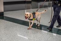 Police Dogs