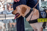 Police Dogs