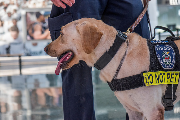Police Dogs