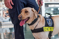 Police Dogs
