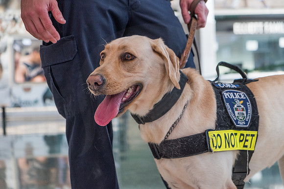 Police Dogs