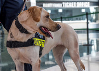 Police Dogs