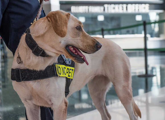 Police Dogs