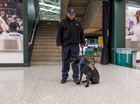 Police Dogs