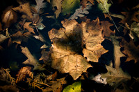 20131120.GK.8694