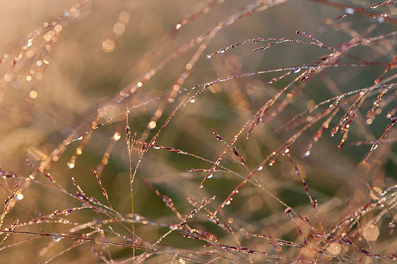 20110823.KAS.25902