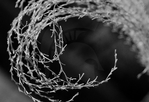 20110412_DLT9767