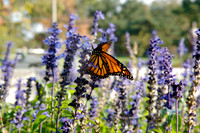 20071008_Butterfly_dt