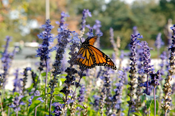 20071008_Butterfly_dt