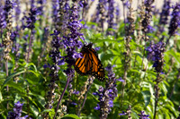 20071008_Butterfly_HannahPlaza_dt