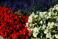 20071008_flowersPatriotic_dt