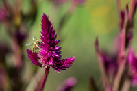 Bees?