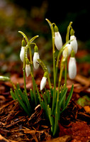 20100325.DLT.9120