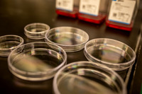 Health Sciences & Engineering/Chan