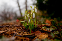 20100325.DLT.9136