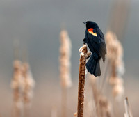 20100312.HJS.3617a