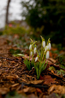 20100325.DLT.9131
