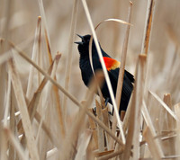 20100312.HJS.3622a
