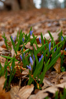 20100325.DLT.9206