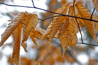 20100325.DLT.9222